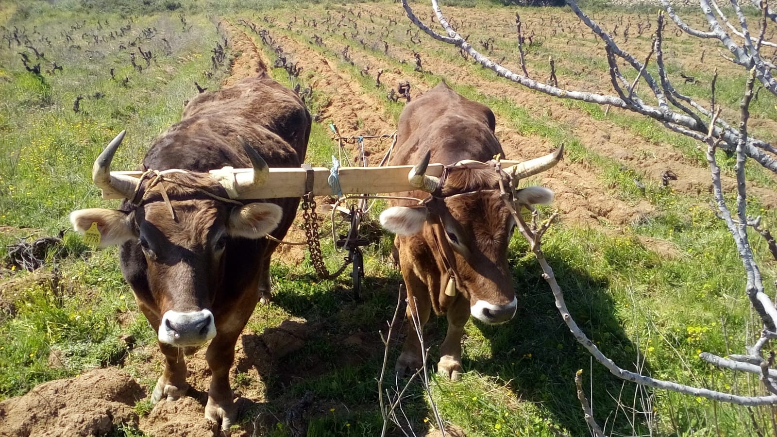 Cantina Dessolis Mamoiada Dòvaru Vino di Barbagia Rosso di Sardegna